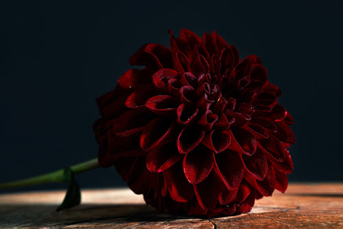 Black Dahlia Tumblers